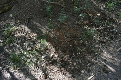 Acromyrmex crassispinus