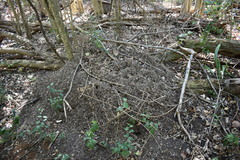 Acromyrmex crassispinus