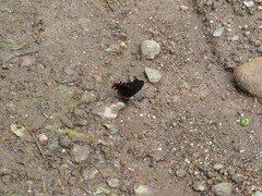 Mimoides lysithous rurik