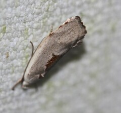 Tymbophora peltastis