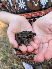 Lithobates sphenocephalus