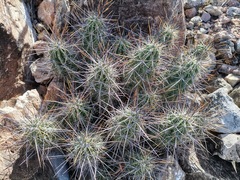 Echinocereus enneacanthus enneacanthus