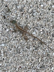 Anolis wattsii