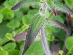 Castilleja arvensis arvensis
