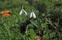Galanthus plicatus