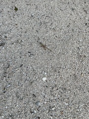 Anolis wattsii