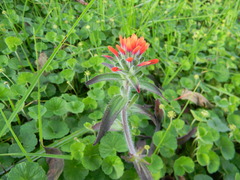 Castilleja arvensis arvensis