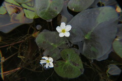 Nymphoides cordata