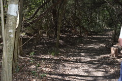 Acromyrmex crassispinus