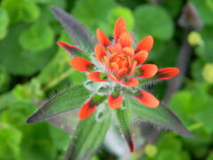 Castilleja arvensis arvensis