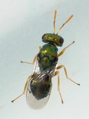 Halticoptera