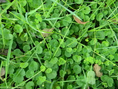Hydrocotyle bonplandii