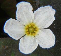 Nymphoides cordata