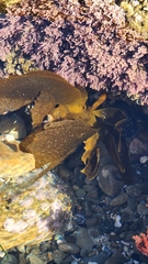 Eisenia arborea