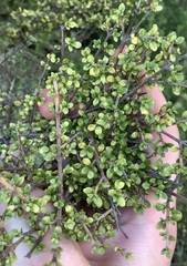 Coprosma parviflora