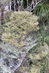 Coprosma parviflora