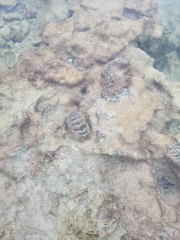 Acanthopleura granulata