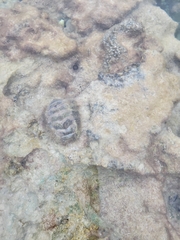 Acanthopleura granulata
