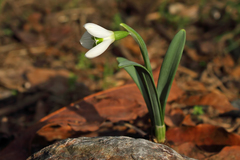 Galanthus × valentinei