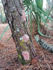 Herpothallon rubrocinctum