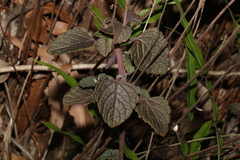 Coleus australis