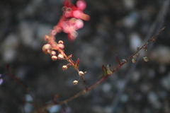 Lopezia racemosa
