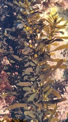 Sargassum muticum