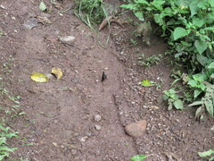 Mimoides lysithous rurik