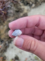 Cenchritis muricatus