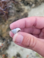 Cenchritis muricatus