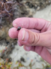 Echinolittorina placida