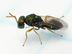Halticoptera
