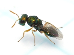 Halticoptera
