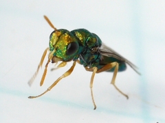 Halticoptera