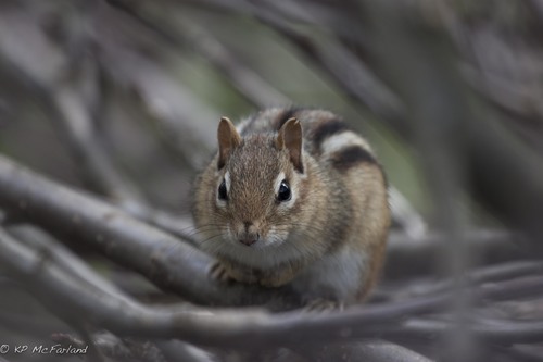 Tamias striatus