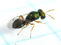 Halticoptera