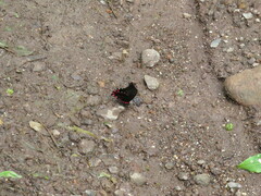 Mimoides lysithous rurik