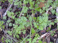 Scandiceae