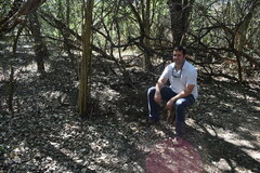 Acromyrmex crassispinus