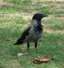 Corvus cornix