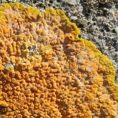 Variospora aurantia