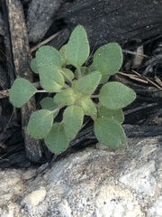 Parietaria floridana