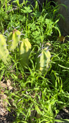 Myrtillocactus geometrizans