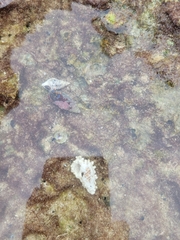 Clibanarius tricolor