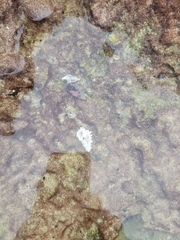 Clibanarius tricolor