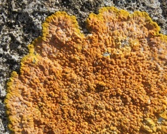 Variospora aurantia