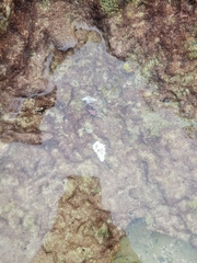 Clibanarius tricolor