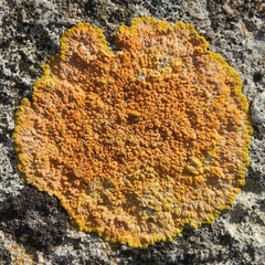Variospora aurantia