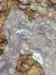 Clibanarius tricolor