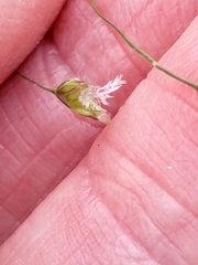 Poa cuspidata